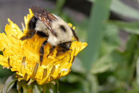 Macro of a young bumble bee searches for pollen on a dandelion.