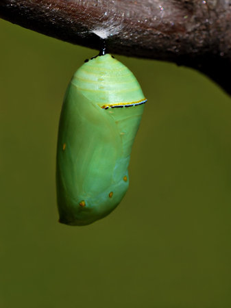The beautiful jade green monarch butterfly chrysalis hanging from a tree branch.の写真素材