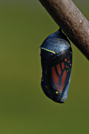 The beautiful monarch butterfly chrysalis hangs from a tree branch. This one is close to hatching...