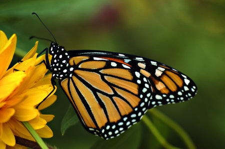 A beautiful adult monarch butterfly on a yellow flower-side view.の写真素材