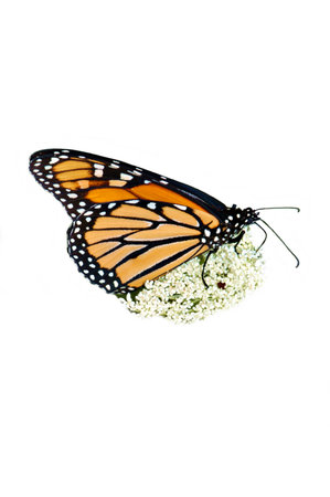 The beautiful Monarch butterfly. Here it is feeding on a Queen Anne's Lace flower. Isolated on white.の写真素材