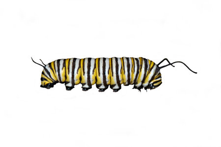 Monarch butterfly caterpillar isolated on white background.の写真素材