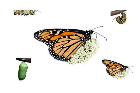 A simple compilation of the monarch butterfly life cycle from caterpillar thru adult on white.の写真素材