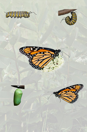 A simple compilation of the monarch butterfly life cycle from caterpillar thru adult with opaque background.の写真素材