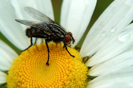 Macro of a common housefly sitting on a daisy. Notice the nifty suction cup feet on this creature.の写真素材