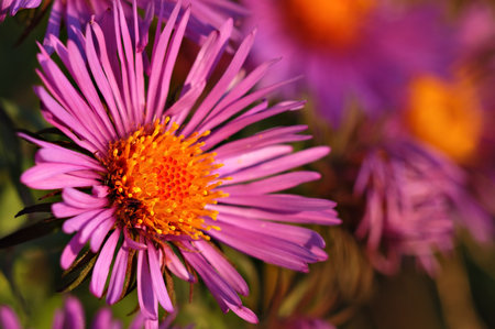 A beautiful New England Aster glows in the early evening sunlight.の写真素材
