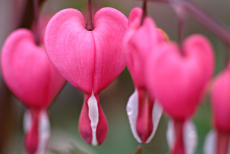 Beautiful pink & white bleeding heart flowers hanging daintly from the branch. Macro.の写真素材
