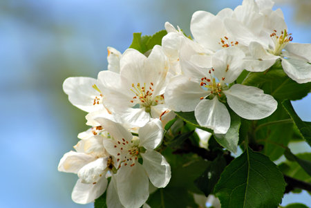 Beautiful apple blossoms in front of a bright blue spring sky.の写真素材