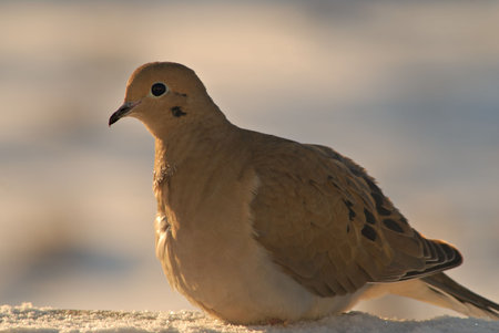 A morning dove warms up in the early morning light.の写真素材
