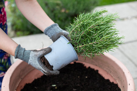 A young girl is holding a pot with a green plant.の写真素材