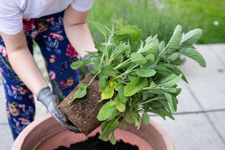 Woman planting sage seedlings in a pot. selective focus.の写真素材
