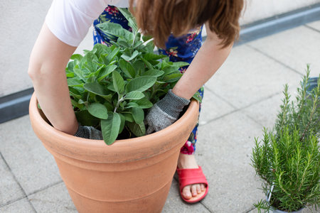 Young woman planting sage in a flowerpot. gardening concept.の写真素材