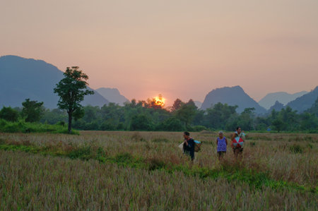 Lao people in a field at sunset in Vang Vieng. Laos.のeditorial素材