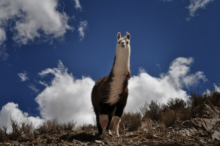 Vicuna on Andes in Salta Province  Argentinaの写真素材