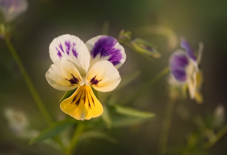 Garden flowers pansyの写真素材