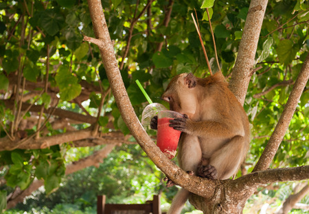 Monkey eating strawberry shake on the Railay beach. Krabi province. Thailand.  Monkey stole it from touristsの写真素材