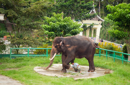 BUKITTINGGI, INDONESIA - DEC 22, 2013: Man washes the elephant in Zoo. Bukittinggi is the second biggest city in West Sumatra. It is located near the volcanoes Mount Singgalangand, Mount Marapiのeditorial素材