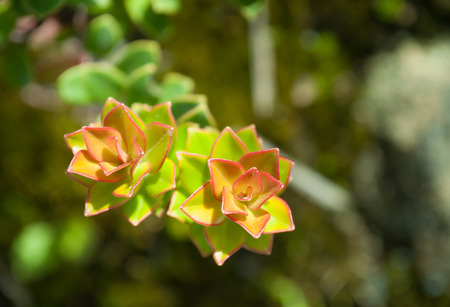 Succulent plant in jungle