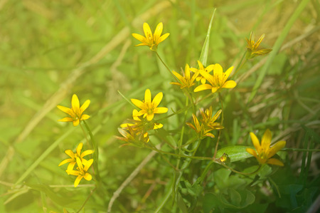 Yellow spring flowers in forest