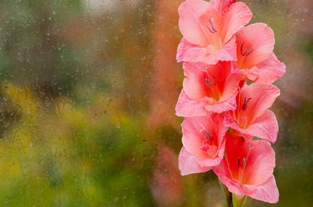Beautiful pink gladiolus on a background of wet glassの写真素材