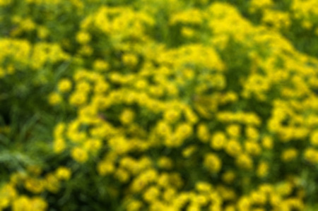 Background texture  of blur yellow flowerson greenの写真素材