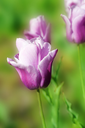 Purple tulip on green natural backgroundの写真素材
