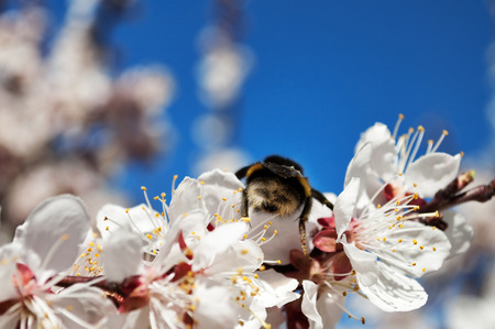 Spring blossom apricot flower with bumblebee on the blue sky background