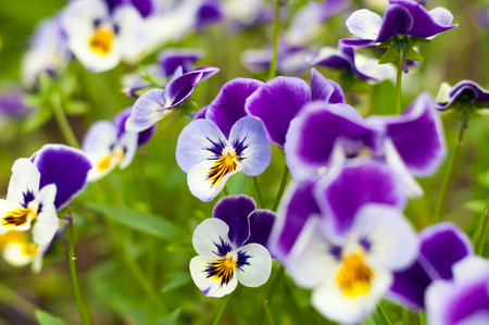 Pansy flowers on flower bed in the gardenの写真素材