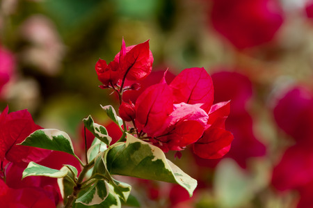 Red bougainvillea flowers blooms in the gardenの写真素材