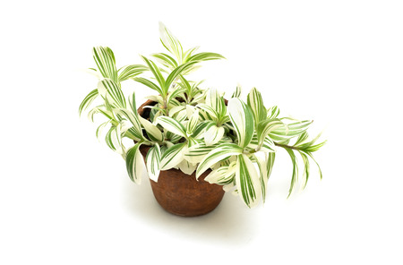 House flower Tradescantia in pot,  isolated on white backgroundの写真素材