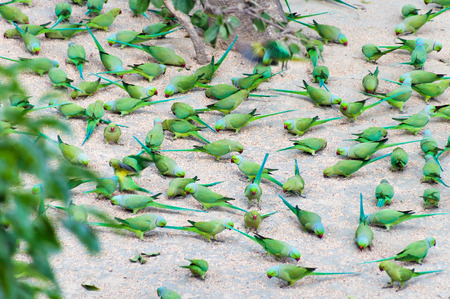 Parrots peck grain on the ground in the ashram