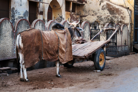 Bullock cart on the street in Vrindavan. India.の写真素材