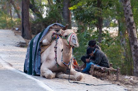 AGRA, INDIA - DEC 16, 2014: Cameleers with camel wait for  tourists on the street. Agra is major tourist destination because of its many splendid Mughal-era buildings, most notably the Taj Mahal, Agra Fort and Fatehpur Sikriのeditorial素材