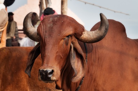 Indian sacred cow on the ghat in Varanasiの写真素材