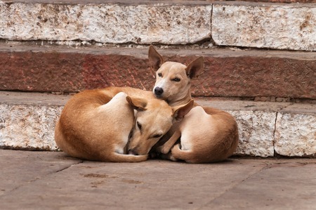 Two dogs lie on the steps of ghat in Varanasi. Uttar Pradesh. Indiaの写真素材