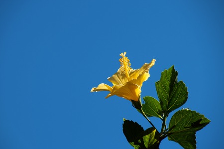Yellow hibiscus flower in the garden on blue sky backgroundの写真素材