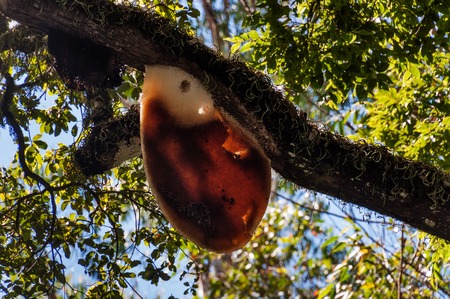 Wild bees hive on the tree. Honey Bee tree in Munnar. Kerala. India