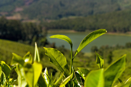 Tea leaves on tea plantation valley background in Munnar. Kerala. India