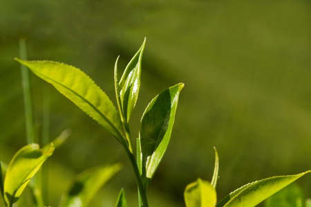 Tea leaves on green background in Munnar. Kerala. Indiaの写真素材