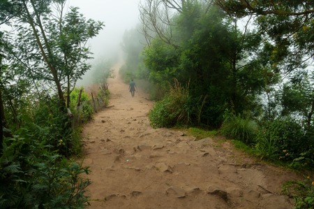 Road in fog at the Top station in Munnar. Kerala. Indiaの写真素材