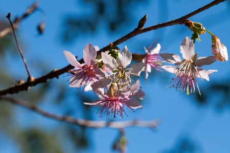 Prunus cerasoides, Himalayan Cherry on blue sky backgroundの写真素材