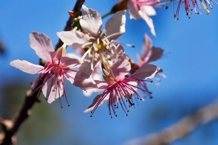 Prunus cerasoides, Himalayan Cherry on blue sky backgroundの写真素材