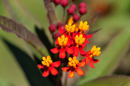 Asclepias curassavica flower or Scarlet milkweed in the garden on green backgroundの写真素材