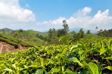 View of tea plantation valley in Munnar. Kerala. Indiaの写真素材