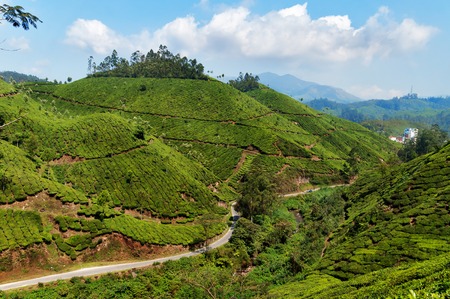 View of tea plantation valley in Munnar. Kerala. India