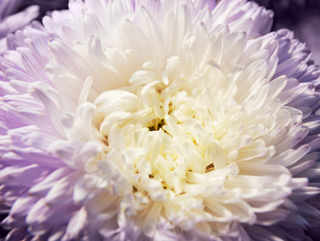 Lilac aster flower.  Close up background textureの写真素材