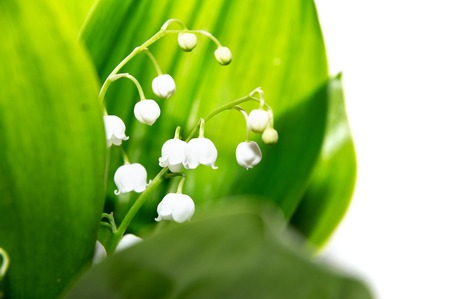 Bouquet of lily of the valley on a white background. Selective focus