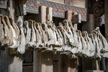 Buffalo jaws hanging at Tongkonan traditional houses in Kete Kesu village. Tana Toraja, Sulawesi....