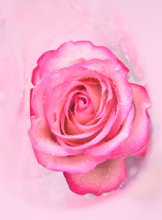 Beautiful pink rose with water drops wrapped in cellophaneの写真素材