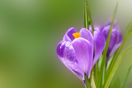 Spring crocus flowers on green natural background. Selective focus